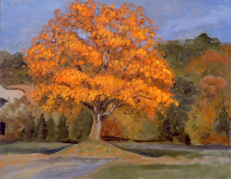 Oak by the tennis courts Oak by the tennis courts