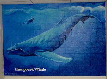 wholewhale wholewhale