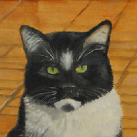 Oreo, tuxedo cat